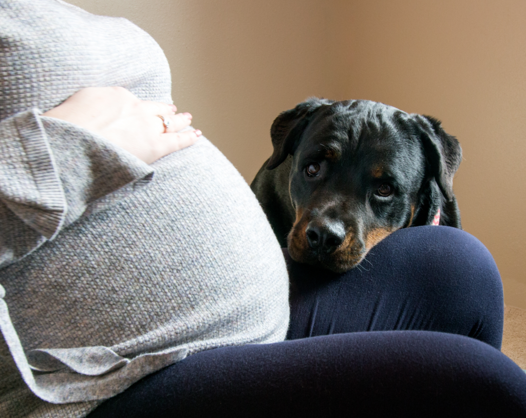A gravidez como um período de maior vulnerabilidade ao trauma, alterações persistentes na função imunológica