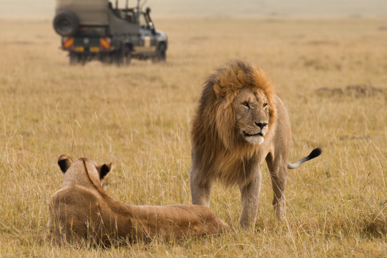 Como escolher o destino certo para o Safari